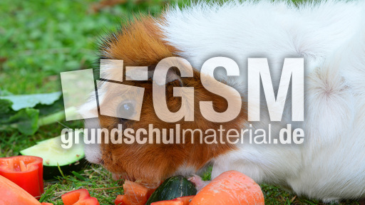 Meerschweinchen (3).jpg